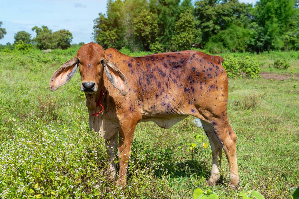 Cattle Council Australia chief executive John McGoverne said outbreaks of foot and mouth disease (FMD) and lumpy skin disease (LSD) in Indonesia were an ever-increasing threat to Australia's livestock sector.