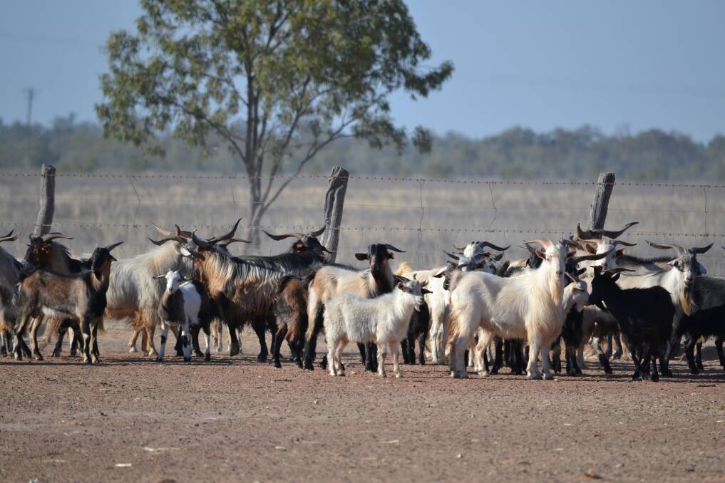 A significant decline in goat meat production across Australia has indicated a period of rebuild and transitional change.
