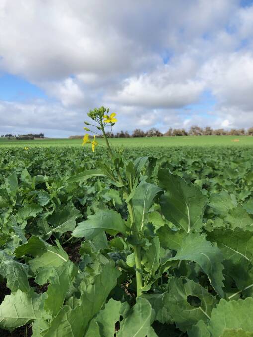 In Highbury, canola has already started flowering. After 218 millimetres of rain so far for the season, Gayelle Quartermaine said the crops were looking good and was hopeful the season would finish as well as it started. Photo by Gayelle Quartermaine.