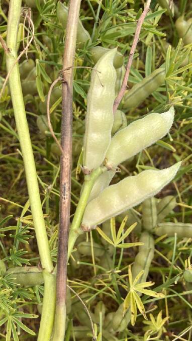 Phomopsis lesions on a lupin stem. Photo by Geoff Thomas, DPIRD.