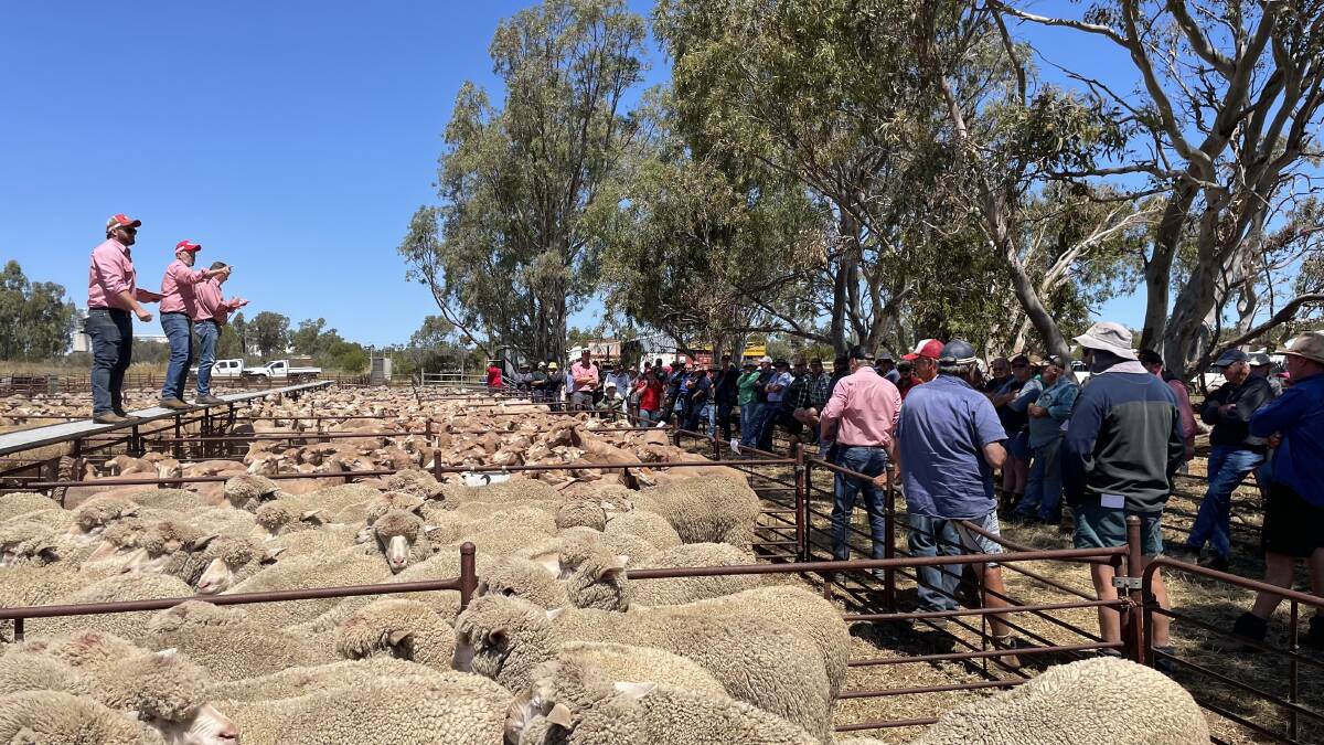 The Elders selling team on the rail at last week's Elders Mingenew sheep sale where prices hit a high of $240 for 1.5yo Merino ewes.