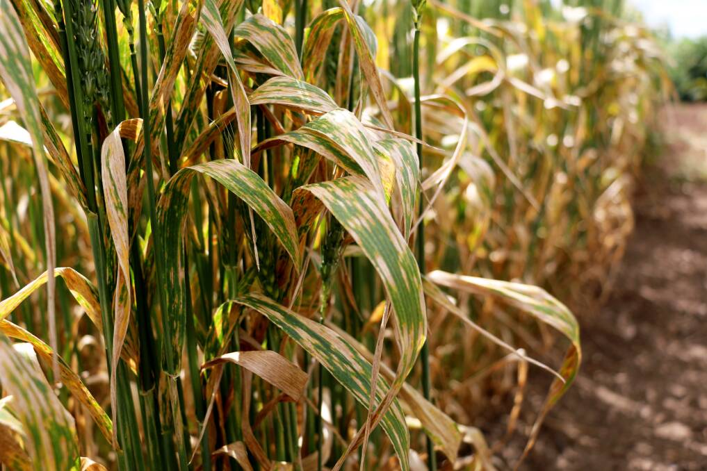 p Caused by the fungus, Pyrenophora tritici-repentis, the stubble-borne disease can infect all bread wheat, durum and triticale varieties causing yield loss and reduced grain quality.