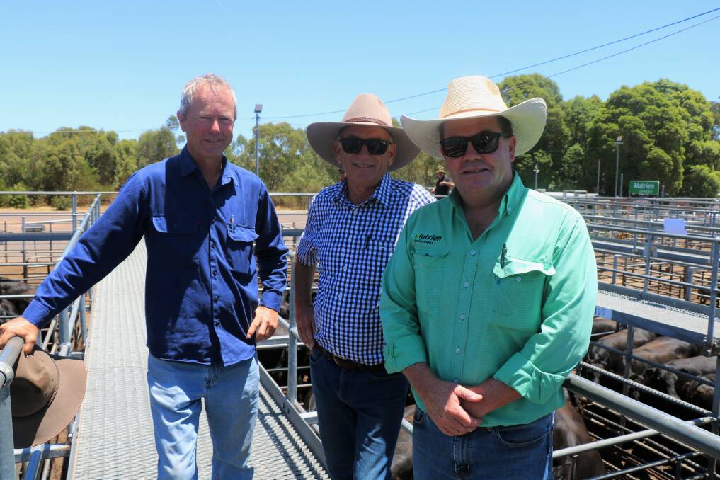 Volume vendor in the sale Richard Walker (left), Wilga, looked over his Angus cows with Jeff Loton, Boyup Brook, and Jamie Abbs, Nutrien Livestock, Boyup Brook agent. Mr Loton and Mr Abbs were entered in the clerking sheets as buyers of the Walker cows which were offered as part of a herd reduction.