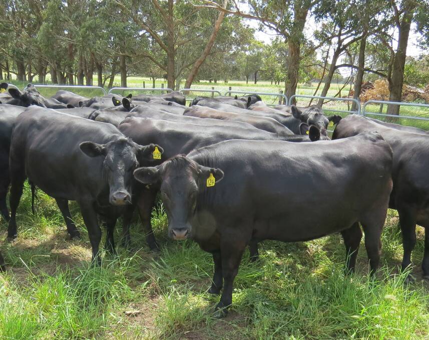 The Kitchen family, Kitchen Farms, Boyanup, will present 33 PTIC Angus-Friesian heifers AI and naturally joined to Limousin bulls and due to calve from February 2 to April 4.