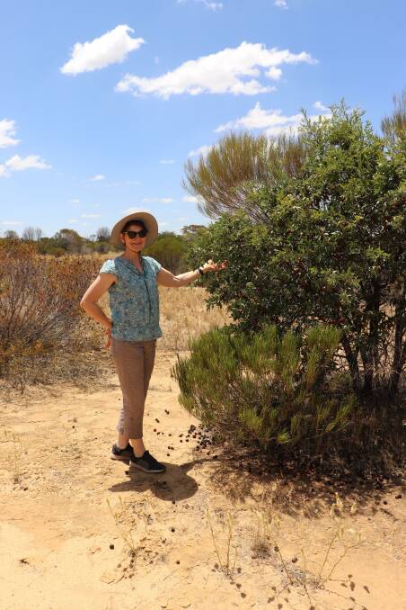 Ros MacFarlane, Koorda, with one of her flourishing sandalwood trees.