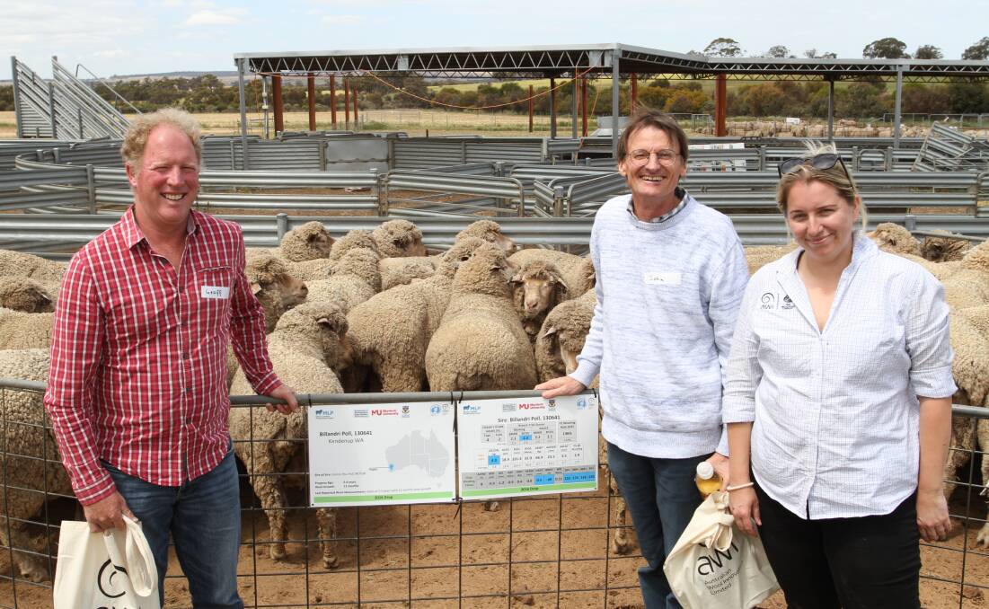 Billandri stud co-principal Geoff Sandilands (left), Kendenup, John Young, Denmark and Australian Wool Innovation (AWI) WA industry relations officer Tori Kirk with the 2016-drop ewe progeny of sire Billandri Poll 130641 at the Merino Lifetime Productivity Project field day at Pingelly last Friday.