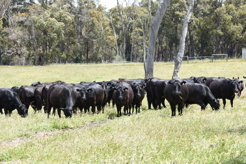 Long-term sale vendors the Milner family, Milners Farm, Busselton, will offer 49 PTIC Angus-Friesian cross heifers in this year's sale which were bred in their dairy operation. The heifers are due to calve to Angus bulls from January 19 for 10 weeks.