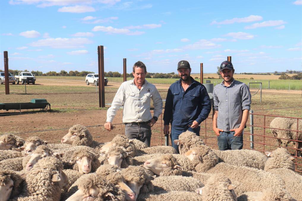 Inspecting some of the sheep involved in the MLP trial were Sam Higham (left), Shaun Counsel and Gavin Guest, all from Williams.