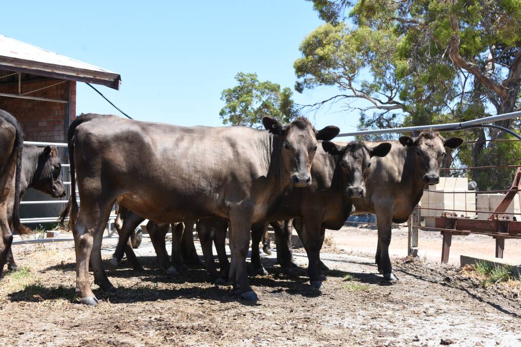 Murray Taylor, Uduc Brook Farms, Harvey, will offer 25 owner-bred Murray Grey-Friesian heifers sired by Young Guns Murray Grey bulls and out of Friesian heifers, ranging in age from 14 to 18 months.