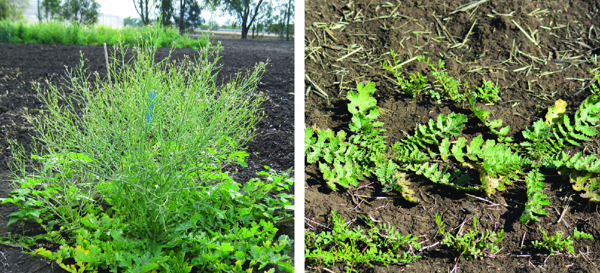 (INSET): A single, large wild turnip plants can produce 10,000 seeds (left). Wild turnip can become a problematic weed in no-till systems because emergence of seeds in the surface layer is greater than for buried seeds (right).