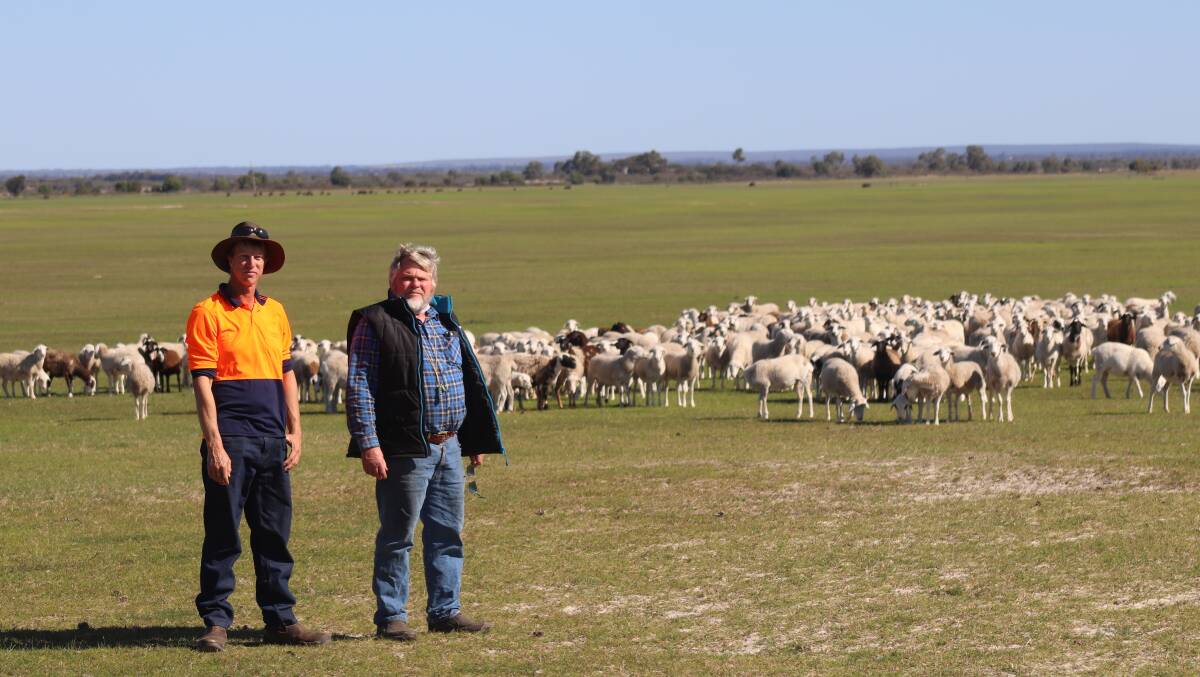 After introducing SheepMaster rams into their flock in 2017, by 2018-19, Adin (left) and Ian Elliot, Eneabba, were able to breed their own SheepMaster commercial rams and are now running both a stud and commercial flock.