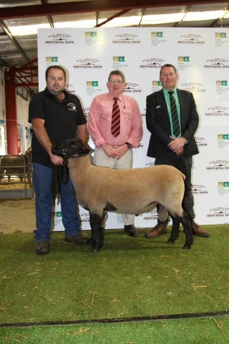 The best price for a ram outside the Poll Dorset and White Suffolk breeds this season was $5000 for this Suffolk ram sold by the Veitch and Foster family's Wendenlea stud, Boddington at the Perth Royal Show when it was knocked down to the Bundara Downs Suffolk stud, Bordertown, South Australia and Curlew Valley stud, Saddleworth, South Australia. With the ram were Wendenlea stud co-principal Aaron Foster (left), Elders prime lamb specialist Michael O'Neill and Nutrien Breeding representative Roy Addis, who purchased the ram on the buyer's behalf.