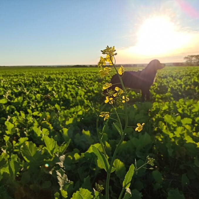 In North Cadoux, the season is progressing well. As of last Wednesday, Shaun Kalajzic has received 18 millimetres of rain for July and 241mm in total for the year. "Canola is just starting to flower, all crops are at tillering stage apart from a couple of later ones," Mr Kalajzic said. "We're very happy and can't complain, it's been a dream start even with a few frosts the other week." Bella the labrador cross retriever couldn't help photo bombing the first flowers.