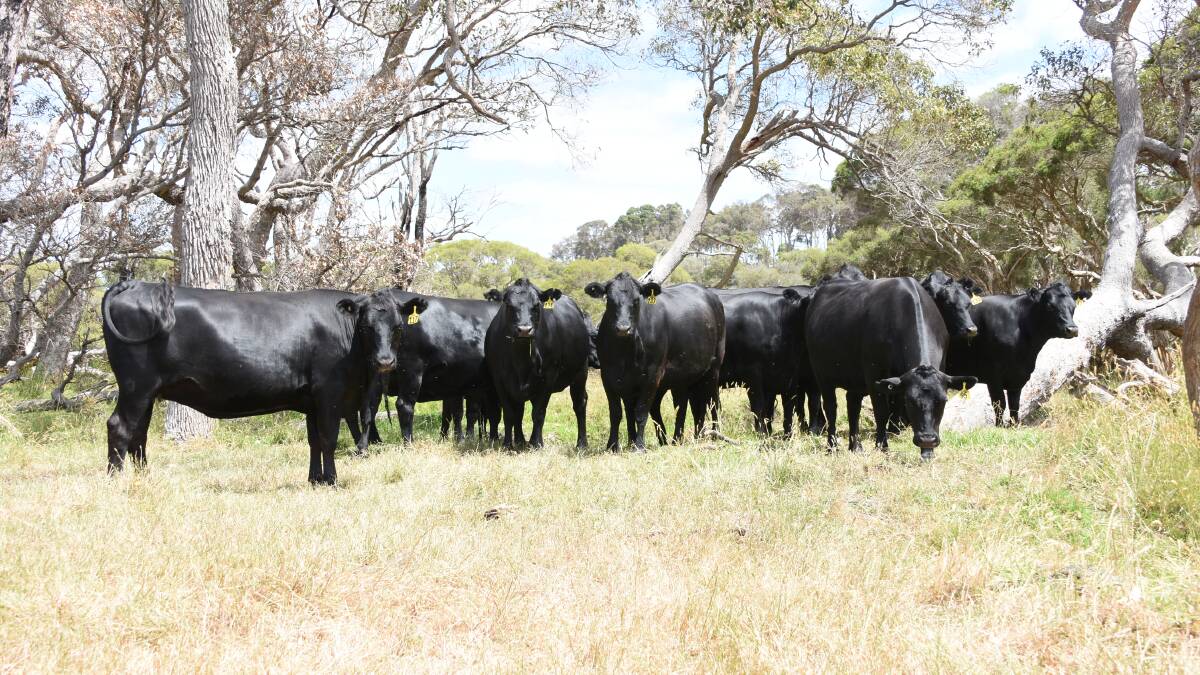 Regular vendor Candyup Farms, Bridgetown/Lower Kalgan, will offer 41 PTIC Angus-Friesian heifers in the sale. They were all synchronised AI'd to a low birthweight Sheron Farm Angus bull and are due to calve for 20 days from February 20.