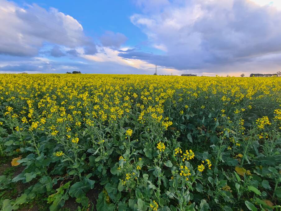 A canola crop on the Curwens' farm at South Stirlings in July.