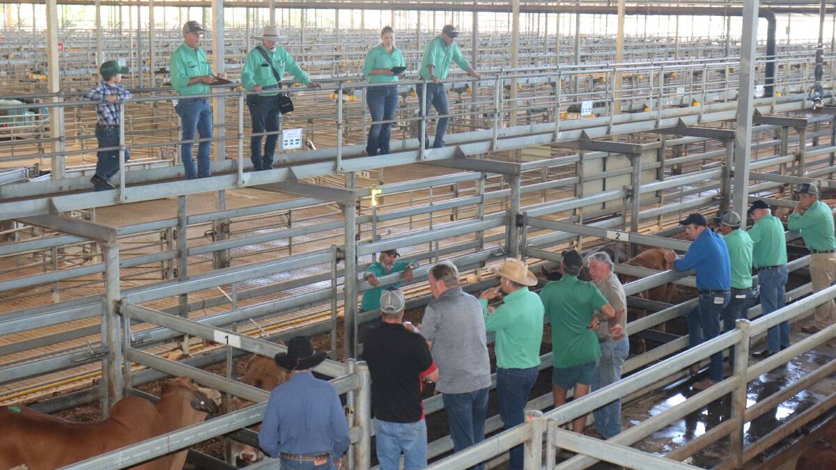 The Nutrien Livestock team during the auction at the Muchea Livestock Centre last week.