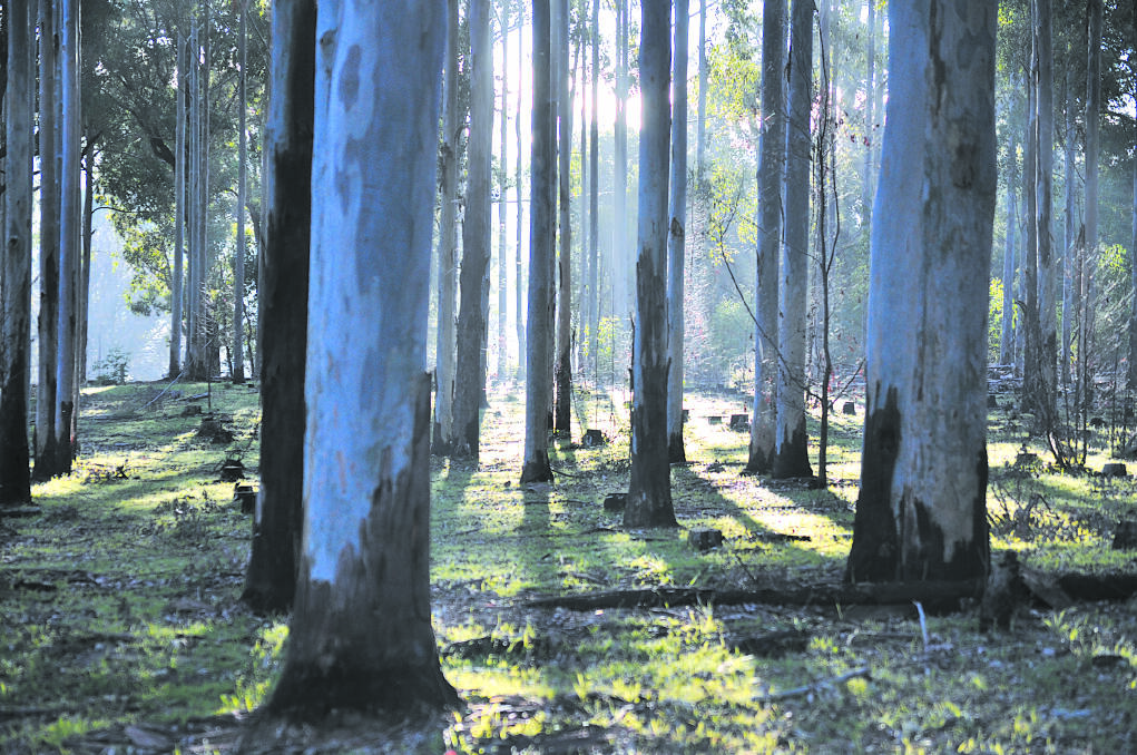Logging of WA's native forests will cease from 2024.