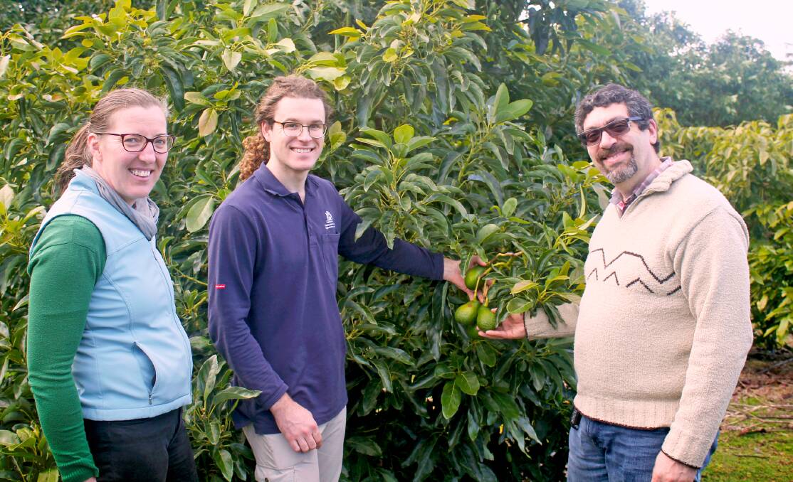 Research aims to help avocado industry flourish