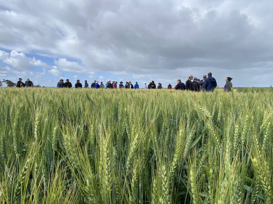 The InterGrain trial was conducted off the back of ex-Tropical Cyclone Seroja last year, which provided an ideal opportunity to investigate what performance could be achieved and how profitable it could be to sow longer-season wheat varieties much earlier than the normal wheat planting window in the north.