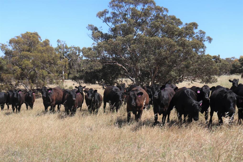 Angus have always been run on the Velyere Farm and Portia Broadbent said that they like the breed because they have a good temperament, produce good results and have good meat qualities.