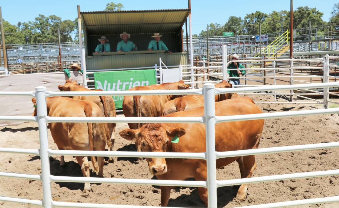 The pen of Gelbvieh heifers sold account EP & DK Gardiner, Brunswick, which sold for the sale's $4500 equal top price.