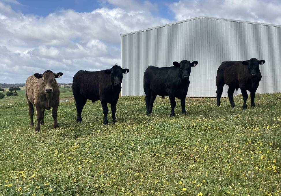  An example of the 80 Black Simmental, Limousin and Angus cross weaners (60 steers, 20 heifers) aged seven to nine months to be offered by Norsca Holdings, Bridgetown, at the Elders store cattle sale at Boyanup on Friday, October 21, commencing at 9am.