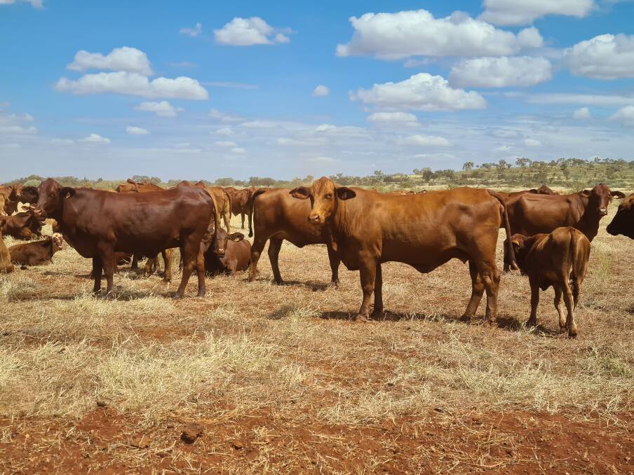 Droughtmaster cattle at Hamersley station are part of the BeefLinks virtual fencing project. Photo: Evan Casey.