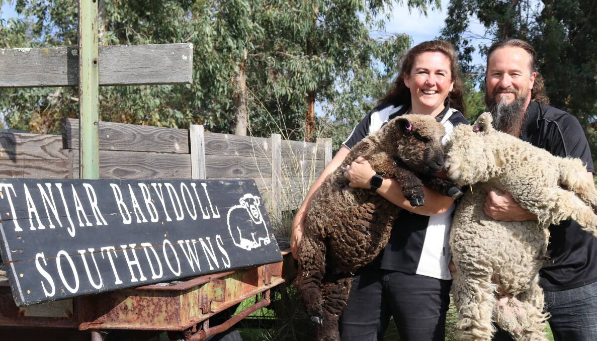Pinjarra couple Deborah and Jeffery Royans, of Tanjar Babydoll Southdown stud, have been breeding Babydoll sheep for over a decade.