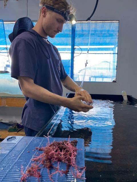 The first 300 kilograms of a native red seaweed was hand-picked from an Abrolhos Island aquaculture farm for WA aquaculture company Seastock last month.