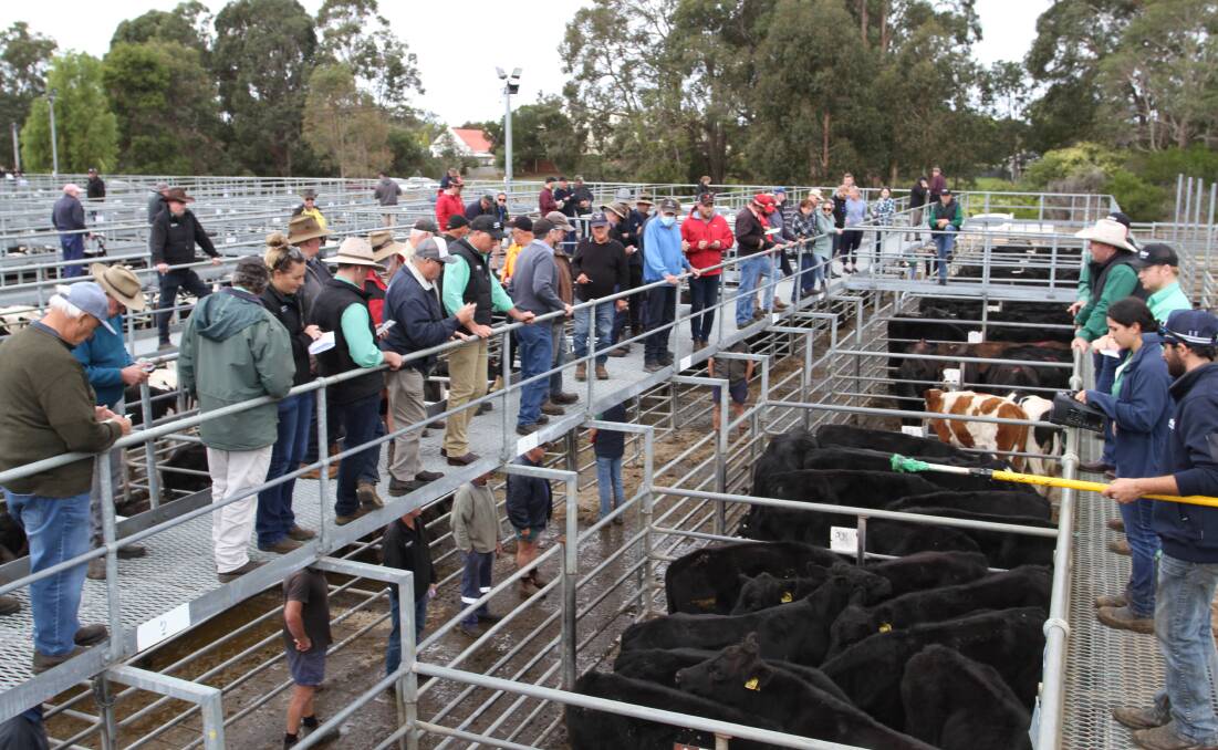 Nutrien Livestock will host its July store cattle sale at Boyanup next Friday (July 1), commencing at 1pm with about 800 beef and dairy store cattle sale nominated for the fixture.