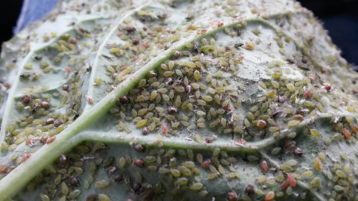 Aphid activity during the early part of the growing season generally increases the risk of spread of many other viruses in cereal and legume crops.