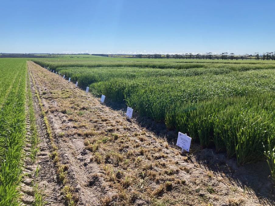 The early sown barley trial assessed a comparison of early sown winter and spring barley germplasm managed under different levels of management (mid-April sown). 