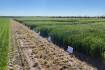 Barley field trial sets 8t/ha benchmark