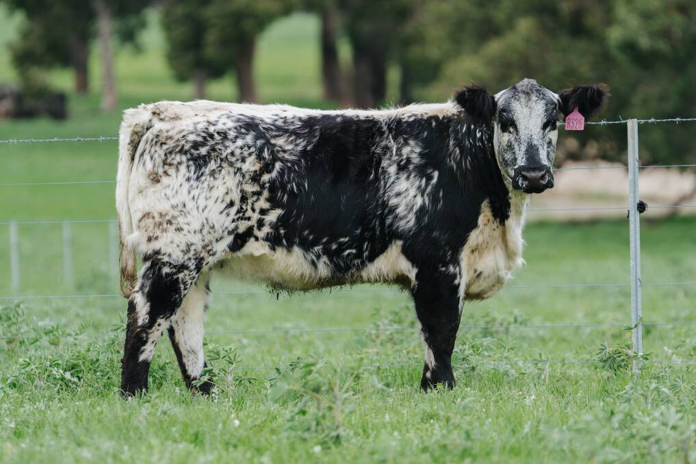 Kamarah Rhae R326 reached the $18,000 top price at the Howard family's Inaugural Kamarah Speckles sale held at Wannamal. Purchasing the 15-month-old heifer was Andrew Van Der Drift, Van Der Drift & Sons Pty Ltd, Macorna, Victoria, who was one of many to use the AuctionsPlus platform to secure the elite female. Photo: Cullen Marketing.