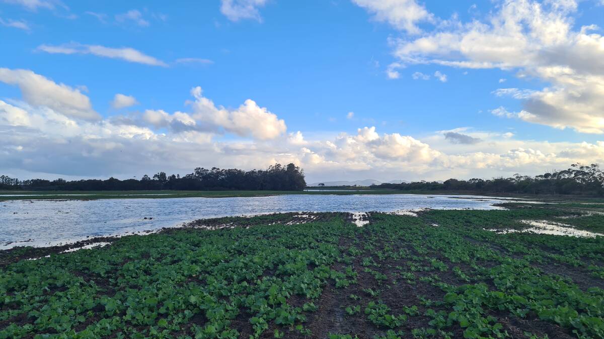 This canola paddock was seeded in the middle of May and as it is now home to a new lake, large portions of it will need to be reseeded when it dries out.