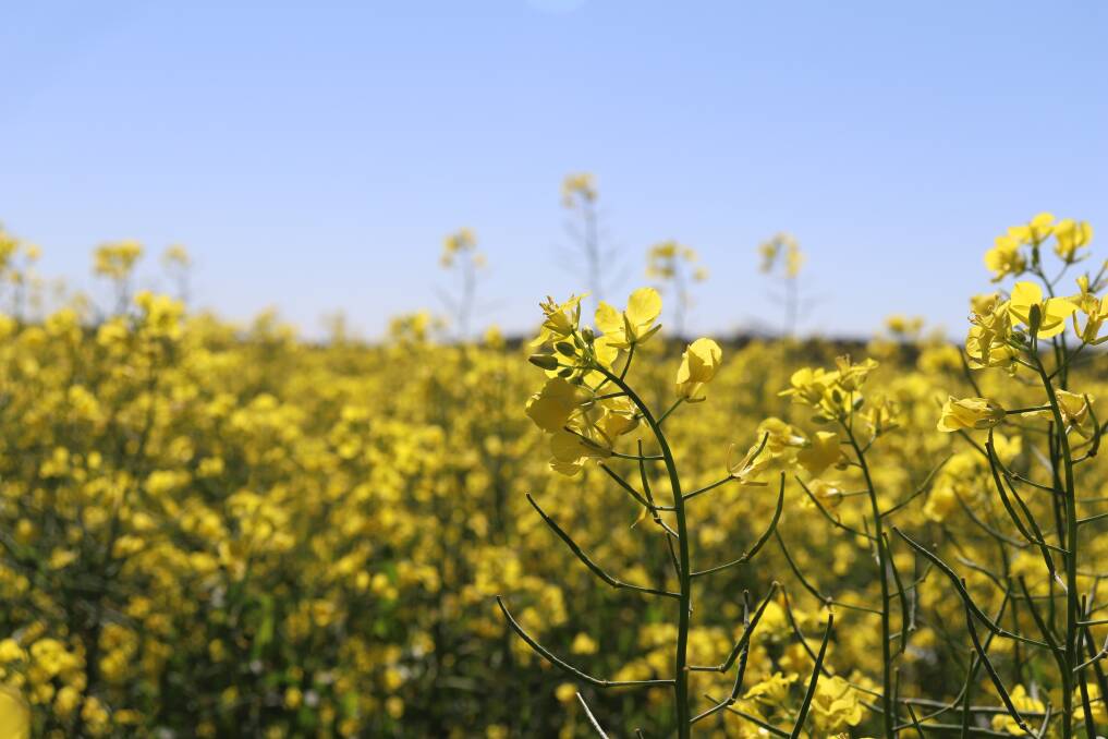 The current prices for canola is making the current season one that will be remembered for a long time.