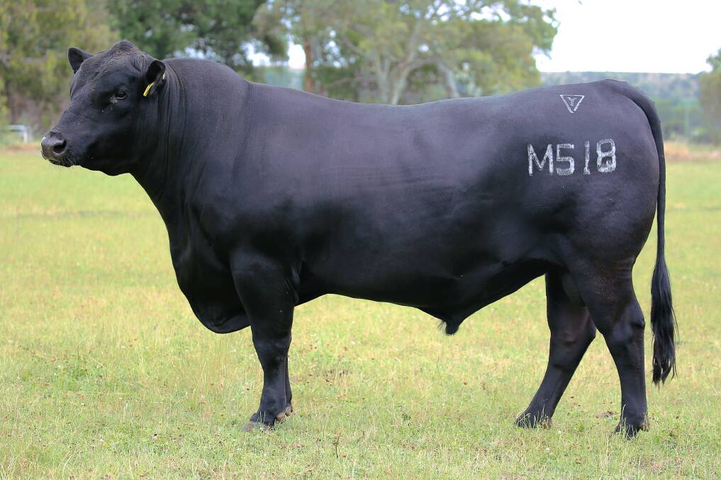 One of Australia's leading Angus sires Lawsons Momentous M518 will be offered in lot one at the IRA sale (full possession and 50 per cent semen revenue share).