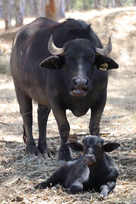 Calving started at Quindanning Buffalo in December and 15 calves have dropped since.