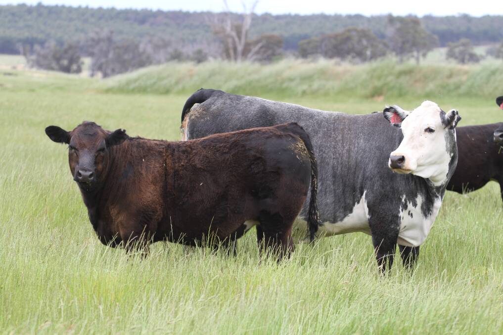 All smiles as WA beef booms