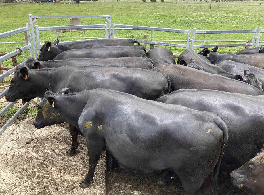 The Haddon family, NL & E Haddon, Yoongi Downs dairy, Busselton, will present the biggest line of 140 PTIC Angus-Friesian heifers at the Nutrien Livestock Mated First Cross Female sale at Boyanup this Thursday, December 2.. The owner-bred heifers have been AI and naturally mated to Angus bulls and drafted into various calving periods ranging from January 30 to April 20.