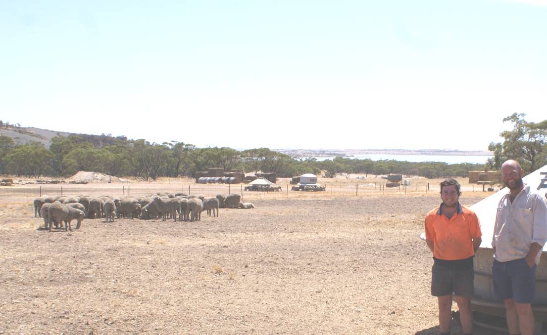 Michael Lucchesi (right) and farmhand George Rowe with some of the first 2022 lambs to go into the Lucchesi family's Kulin feedlot. The family was announced the WAMMCO Producer of the Month winner for December 2021.