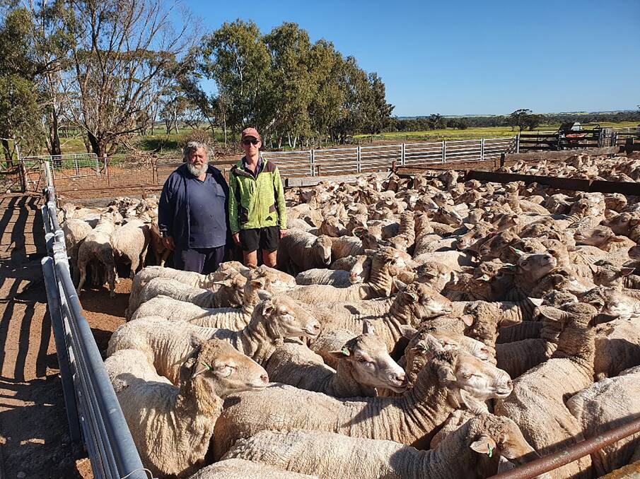 A feature of the Wickepin leg of next weeks Corrigin/Wickepin State Premier Ewe and Wether Lamb Sale will be the complete flock dispersal for the Elson family, R & S Elson. With the familys line of 380 green tag (3.5yo) ewes are Rick Elson (left) and farm worker Quinlan Dungey.