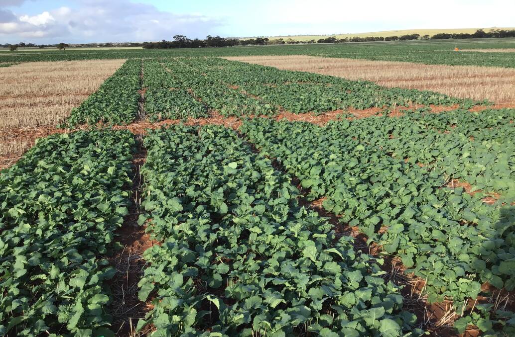 An NVT canola trial site at Mingenew in 2020.