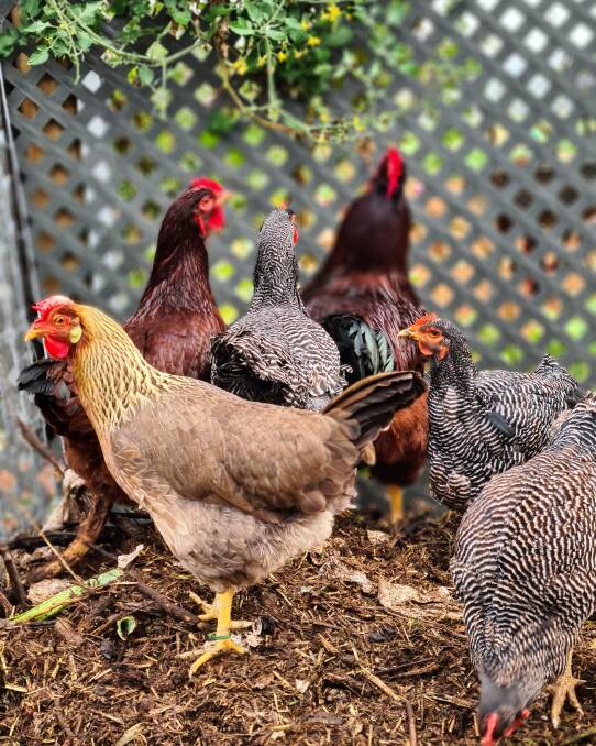 > Chickens will play a vital role in the garden, which is based on permaculture practices.