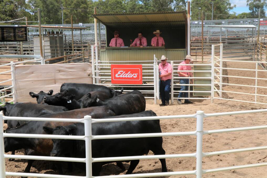 The top price pen of Angus heifers from HW Griffiths & Co, Ferguson, that topped the Angus run at $4650.