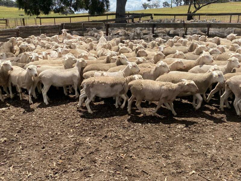 A high of $300 was paid for a pen of 250 White Dorper ewe lambs offered by RF Fisher & Co, Beverley.