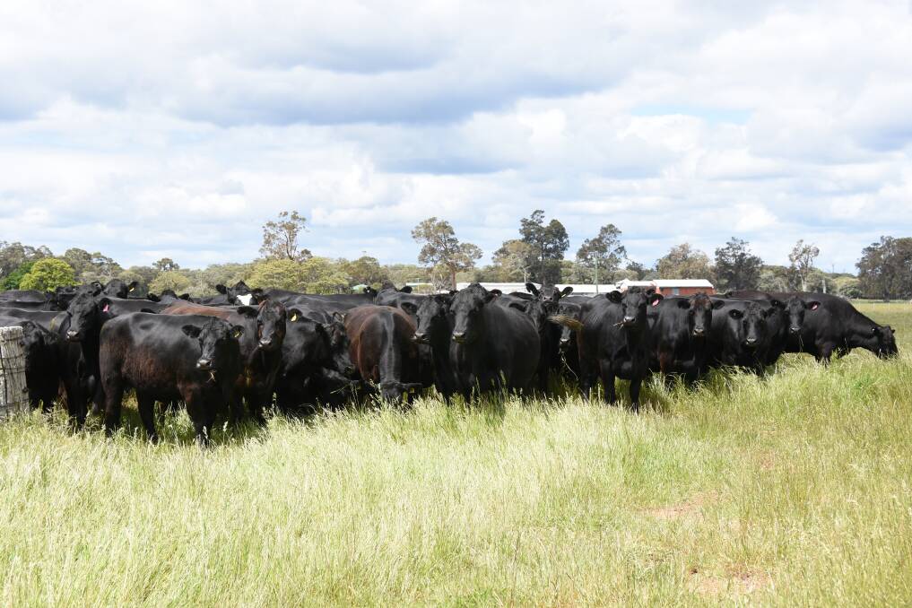 Some of the 110 Angus-Friesian heifers to be offered by long-time volume sale vendors Keith and Alison Jilley, KL & AJ Jilley, Boyanup, at the Elders Supreme Springing Heifer Sale next month. The Jilley's heifers are PTIC to Limousin bulls and due to calve from February 1, 2022, for 11 weeks. Angus-Friesian heifers will make up 86 per cent or 667 head of the total catalogue of 776 PTIC first cross heifers nominated for the sale.