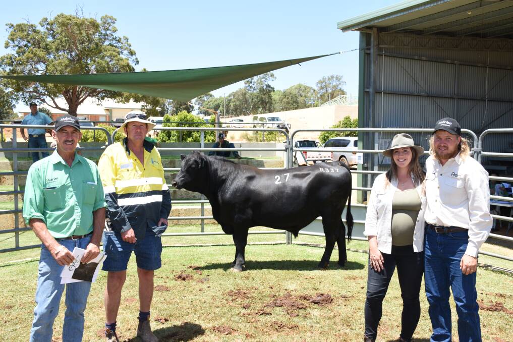 Values reached $17,500 twice at the first annual Ardcairnie Angus bull sale for new stud owners the Dewar family held at the Gingin saleyards last week. With one of the equal top-priced bulls Ardcairnie Reviver R337 (by Blackrock M17) were Nutrien Livestock Gingin agent Greg Neaves (left), buyer Glen Wilkinson, G & N Wilkinson, Badgingarra and Ardcairnie stud co-principals Jessica and Joe Dewar, Guilderton.
