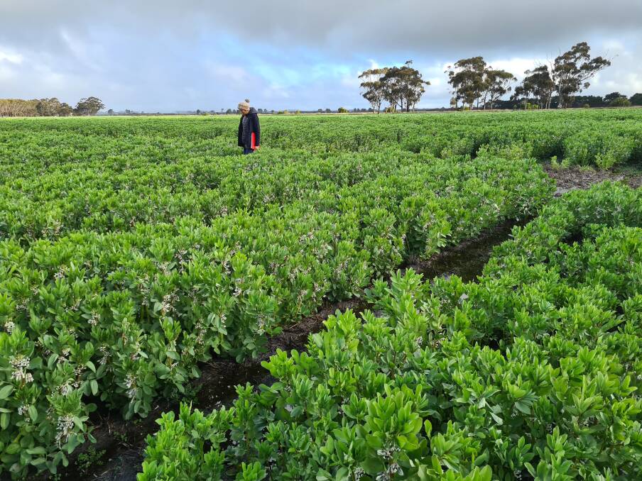 DPIRD's regional agronomy team developed the guide to address increasing interest in faba beans as a rotational break crop, particularly on the South Coast.