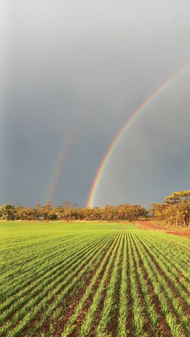 According to a webinar hosted for China by AEGIC, Maximus barley will make up 25pc of the national crop by 2024. Photo by Geoffrey Fisher, south east Corrigin.